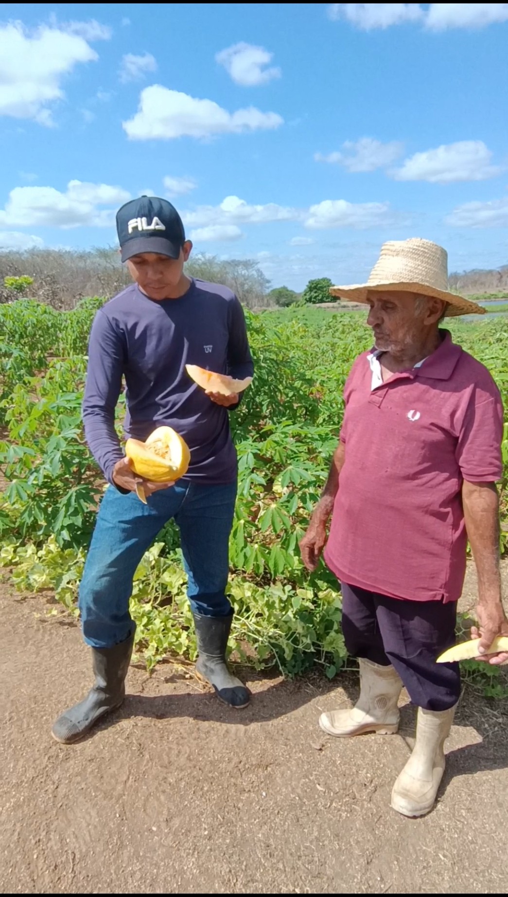 Fruta Rara Melão de Taiada Vocês Conhecem na Região de Vocês #MeuDiaaDia #roça #vidanocampo #caipira